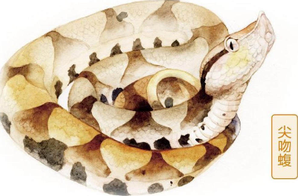 弯腰整理鞋子激怒超级毒蛇！女子被蛇咬伤后，为蛇拍照救了自己休闲区蓝鸢梦想 - Www.slyday.coM