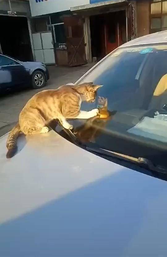 流浪猫趴车引擎盖上,男子看清后哭笑不得,猫:里面的家伙很奇怪|猫|引