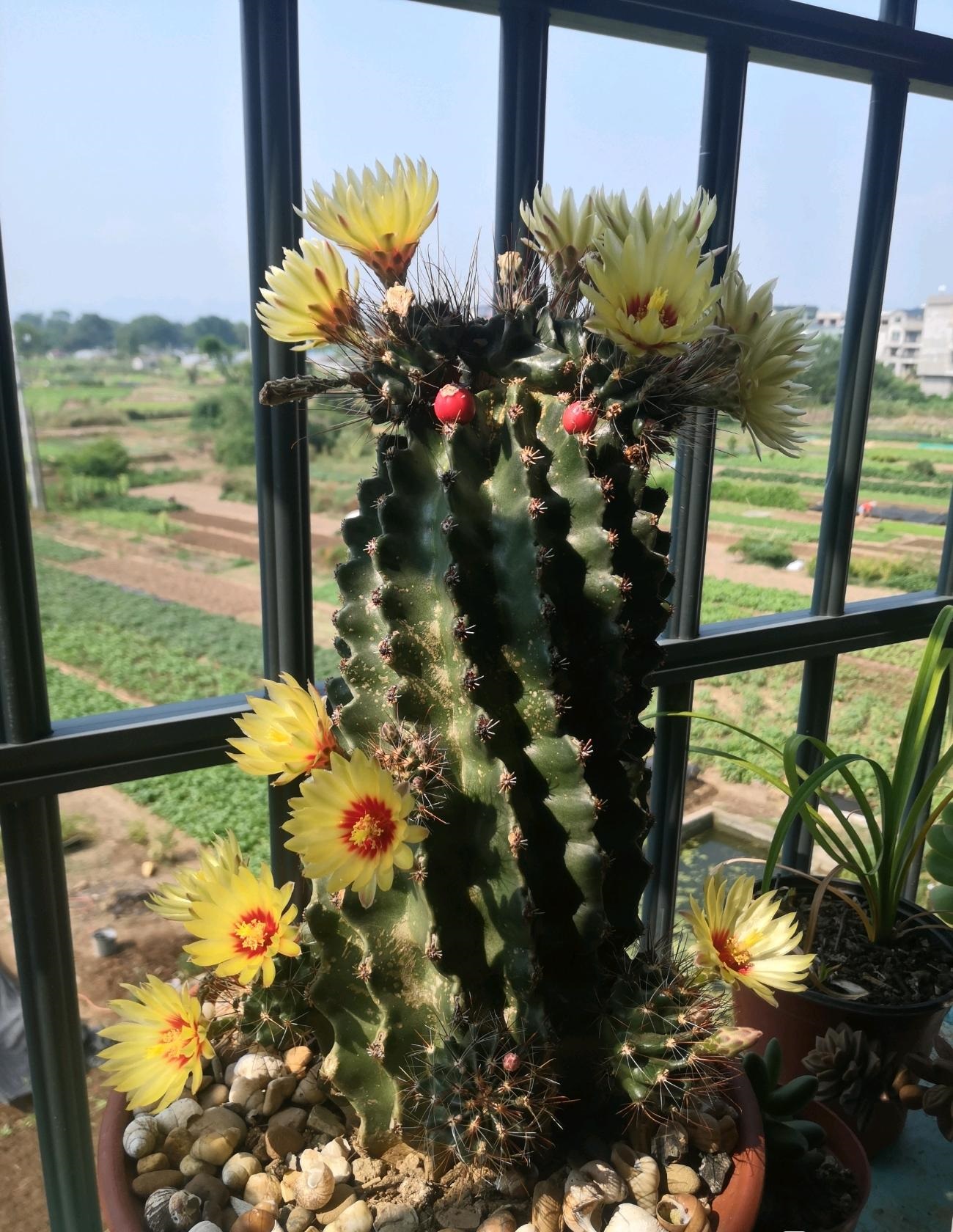 喜欢仙人球就养龙王丸好看又好养香气四溢