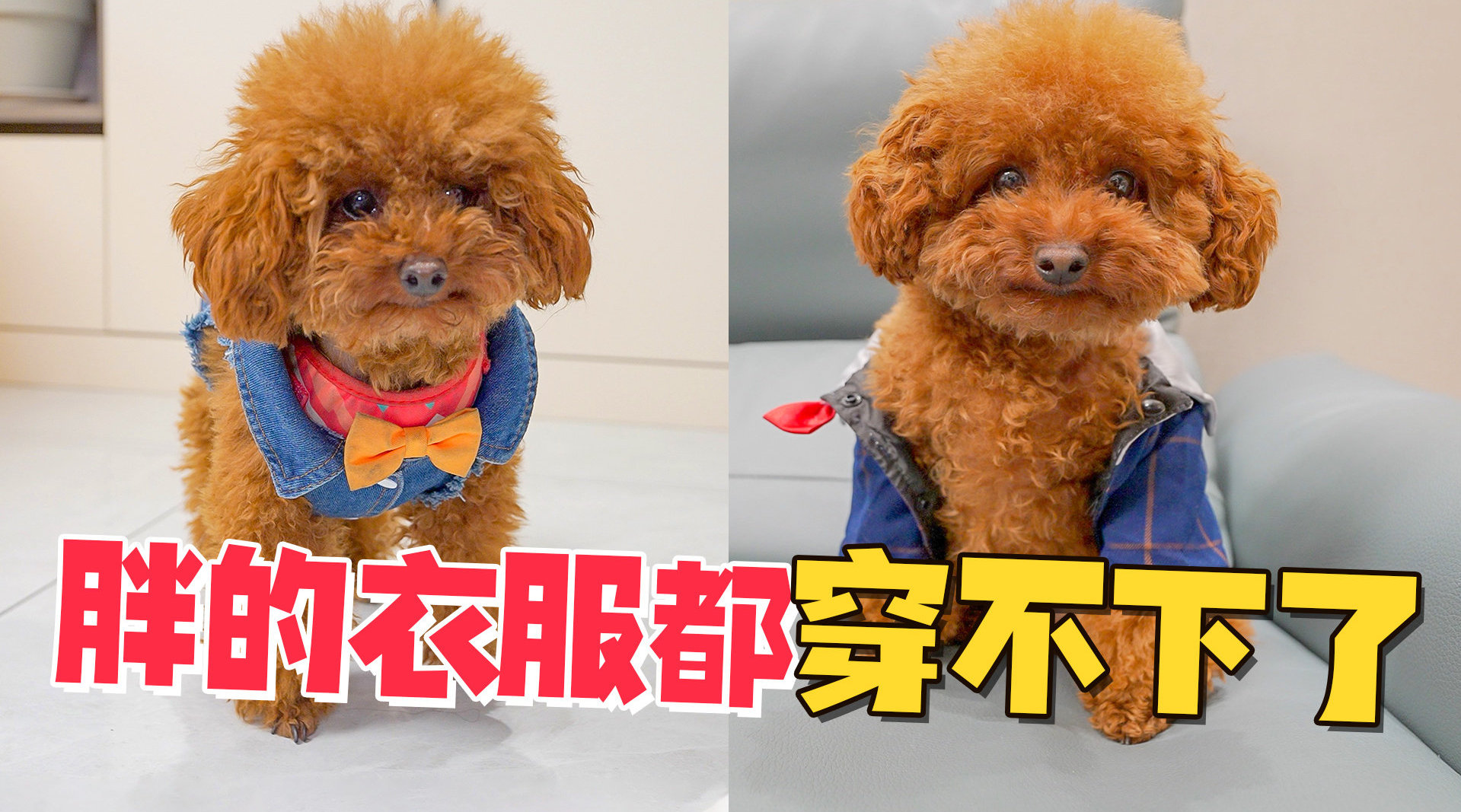 狗狗胖到衣服穿不进去,出门还被嘲笑,狗狗:别拍了要脸!