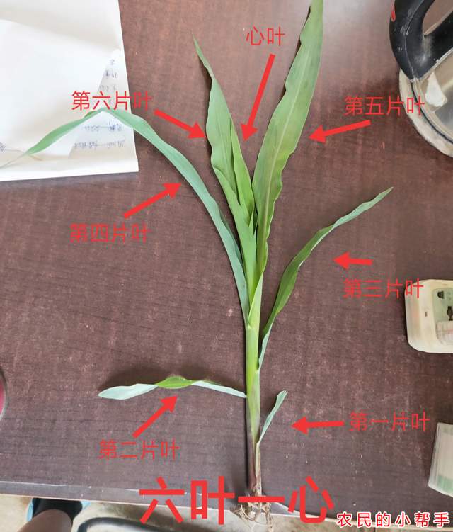 观察上图,从下往上开始数叶片,该玉米是6叶一心,最下面的可见叶算一片