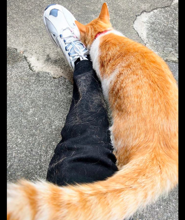 猫咪对主人的腿疯狂地蹭，不一会儿裤子上全都是毛了，看了很崩溃休闲区蓝鸢梦想 - Www.slyday.coM