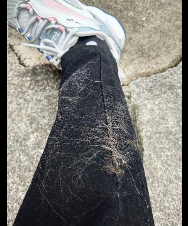 猫咪对主人的腿疯狂地蹭，不一会儿裤子上全都是毛了，看了很崩溃休闲区蓝鸢梦想 - Www.slyday.coM