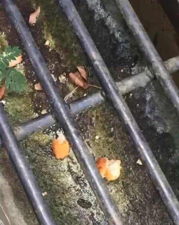 男子发现猫咪卡在下水道缝隙里，走近后一看，被猫咪逗的哭笑不得休闲区蓝鸢梦想 - Www.slyday.coM