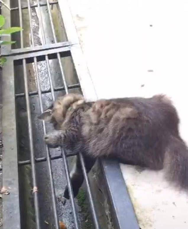男子发现猫咪卡在下水道缝隙里，走近后一看，被猫咪逗的哭笑不得休闲区蓝鸢梦想 - Www.slyday.coM