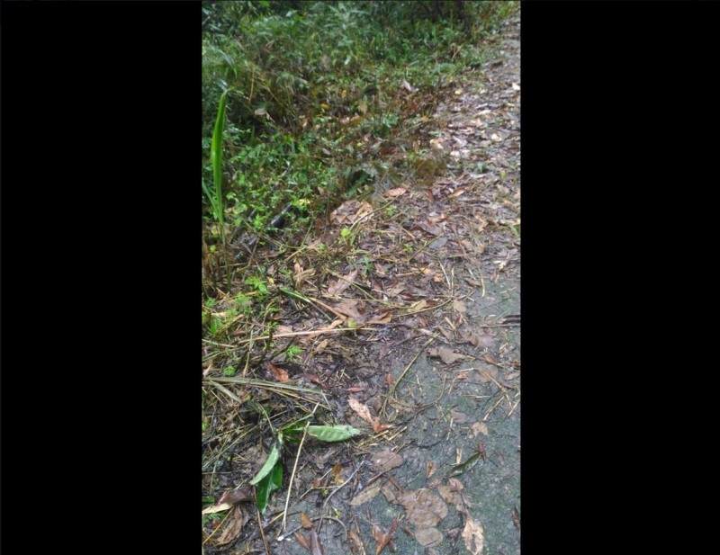 弯腰整理鞋子激怒超级毒蛇！女子被蛇咬伤后，为蛇拍照救了自己休闲区蓝鸢梦想 - Www.slyday.coM