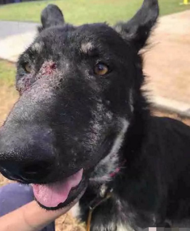 流浪狗脸上血迹斑斑好心路人给它喂食黑狗反应让人落泪