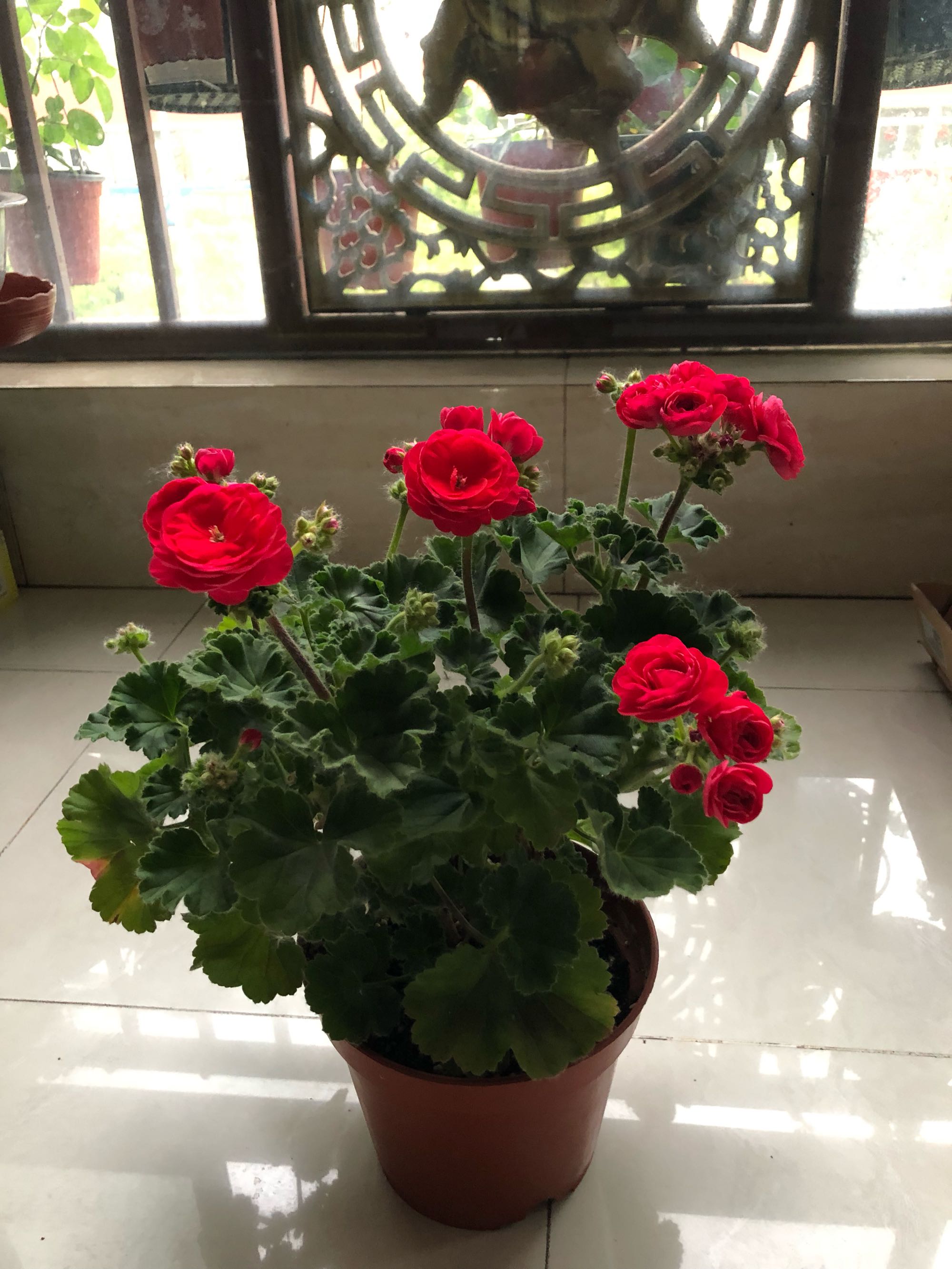 喜欢天竺葵就养万岁玫瑰美如玫瑰多季开花你值得拥有