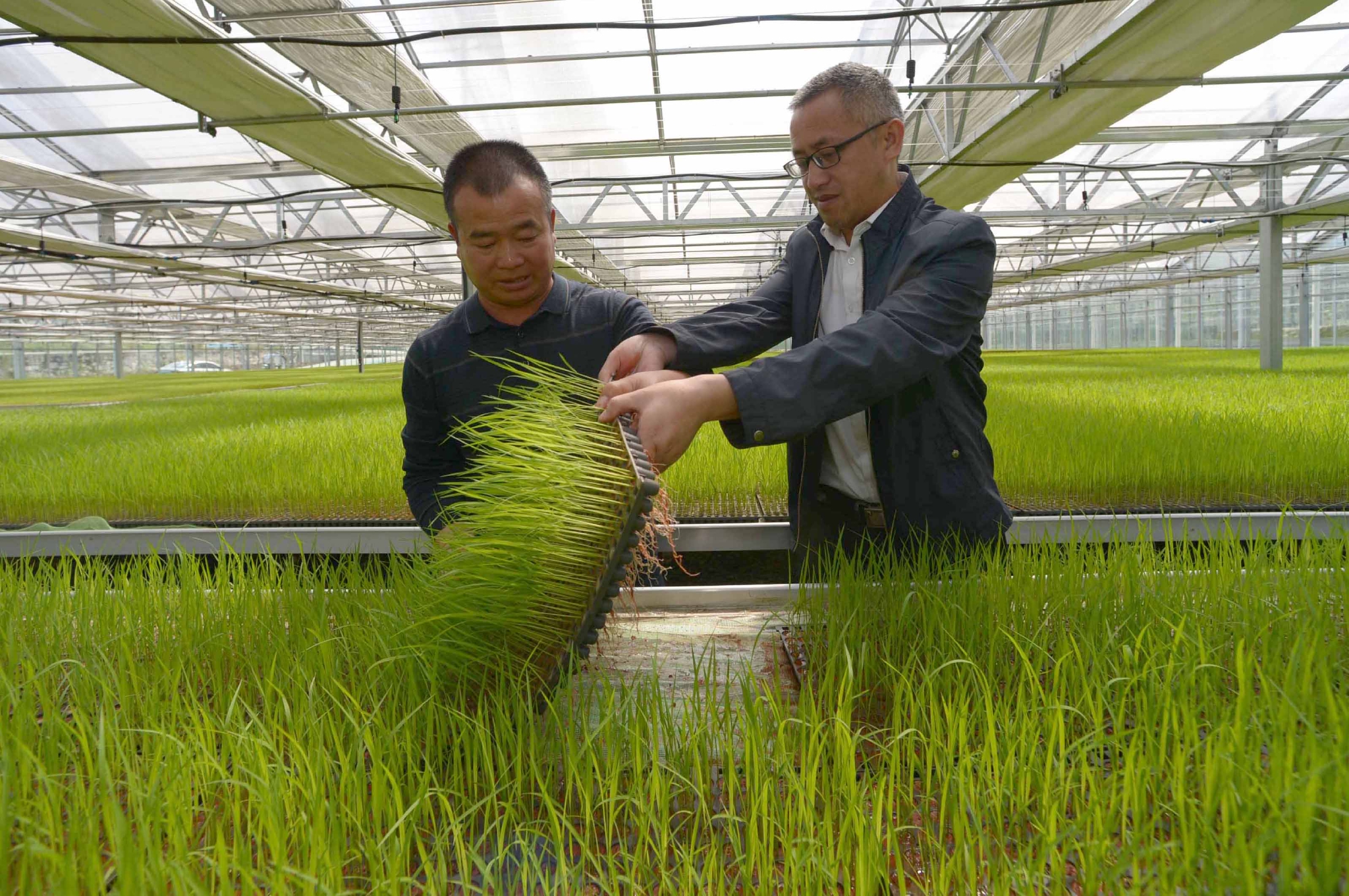 贵州榕江水稻育秧忙