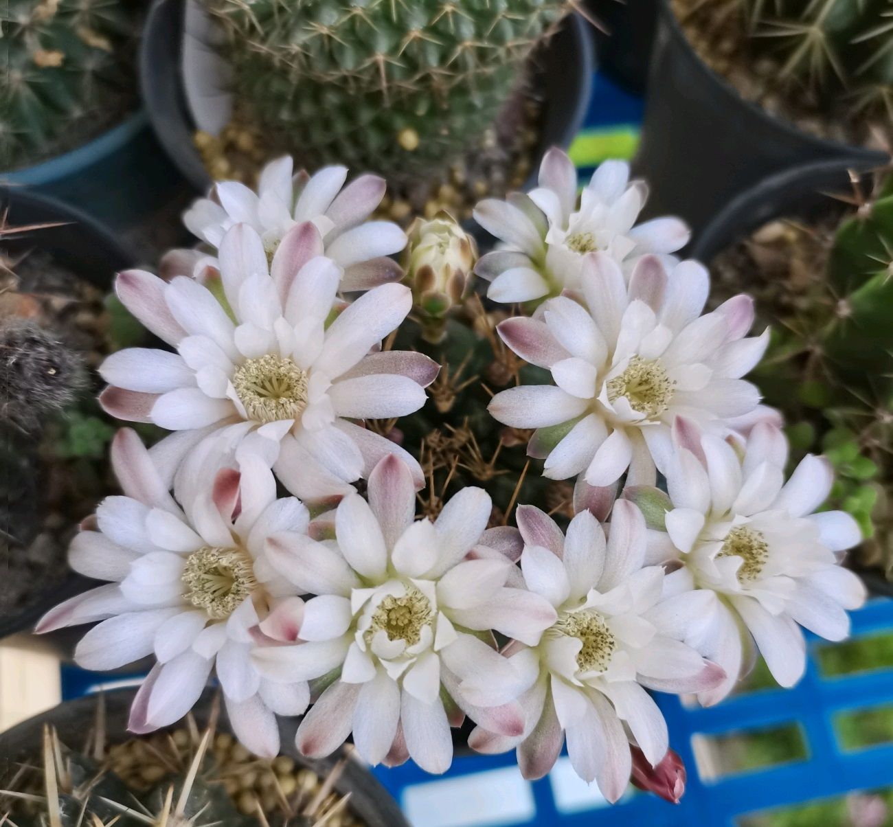 阳台养仙人球就选丽蛇牡丹耐阴好养颜值高开花很勤奋