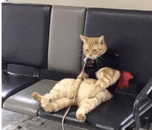 猫咪走丢后，主人很着急，后来主人找到它的时候，被它的表情笑哭休闲区蓝鸢梦想 - Www.slyday.coM