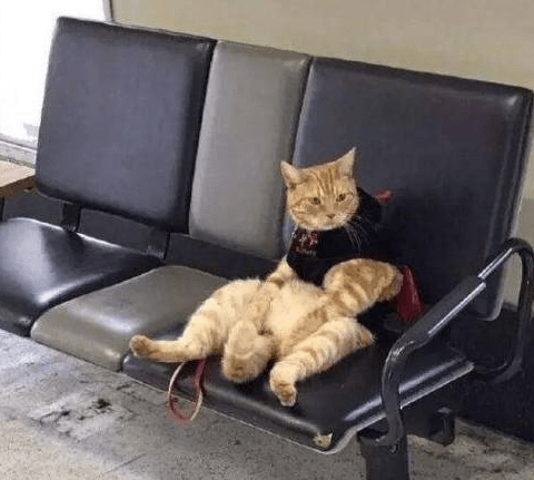 猫咪走丢后，主人很着急，后来主人找到它的时候，被它的表情笑哭休闲区蓝鸢梦想 - Www.slyday.coM