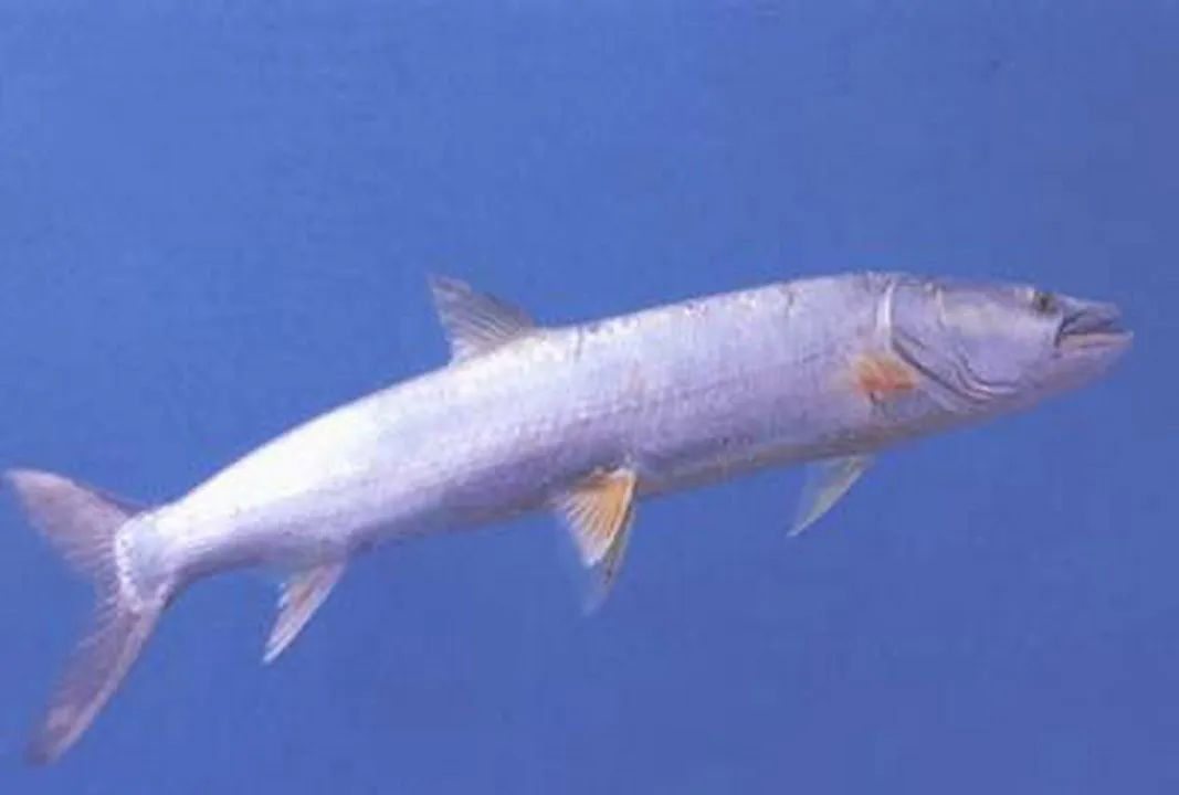 男子钓上63斤巨型鳡鱼,犹如小猪,禁渔效果显著,会鱼满为患吗?