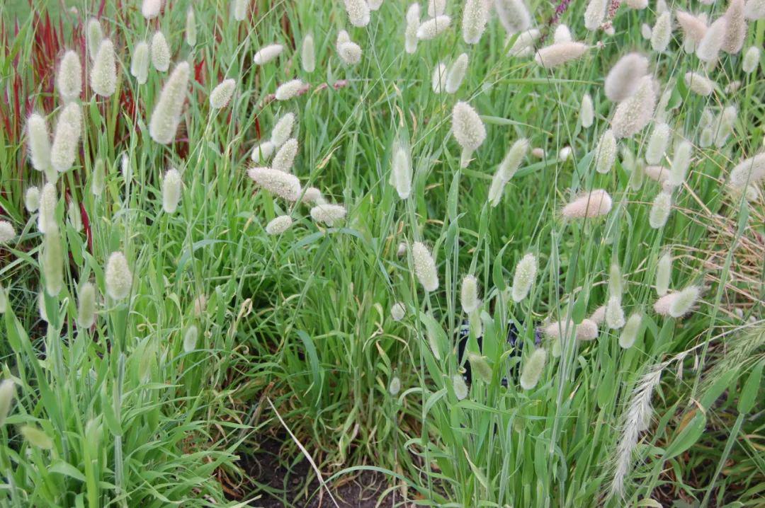 兔尾草花朵长得可爱叶子却像杂草观赏期两三个月值得种吗