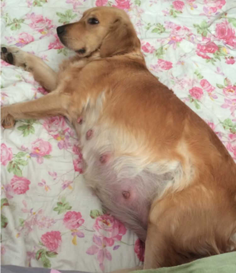 狗狗怀孕60天的图片图片