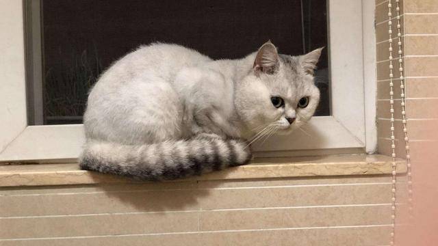 猫咪困在密室濒临死亡,当见到主人的那一刻,所有人都泪目了休闲区蓝鸢梦想 - Www.slyday.coM 猫咪困在密室濒临死亡,当见到主人的那一刻,所有人都泪目了休闲区蓝鸢梦想 - Www.slyday.coM