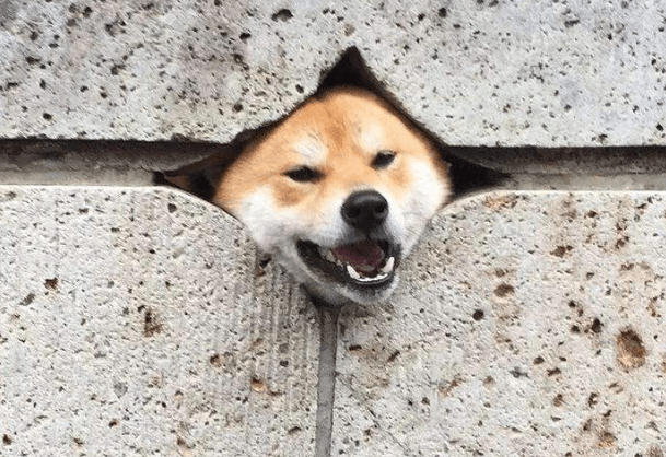 柴犬身上插着把刀路人想去搭救蹲下看了一眼直接走了