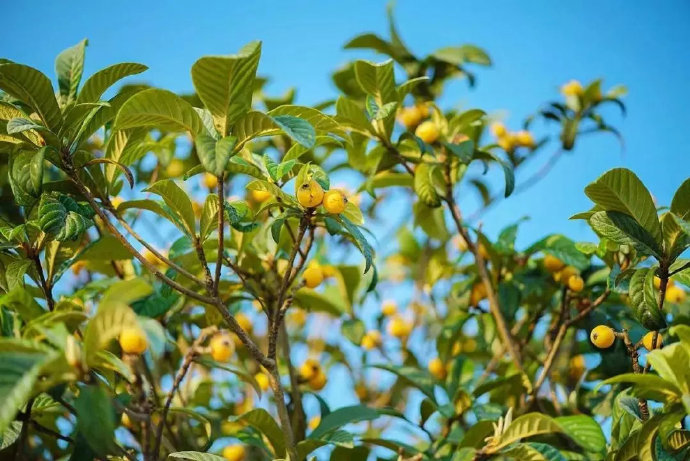 苏州地产枇杷陆续成熟即将上市