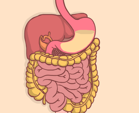 健康的肠胃,方可吸收食物精华,为五脏六腑提供能量,保证人体正常生理