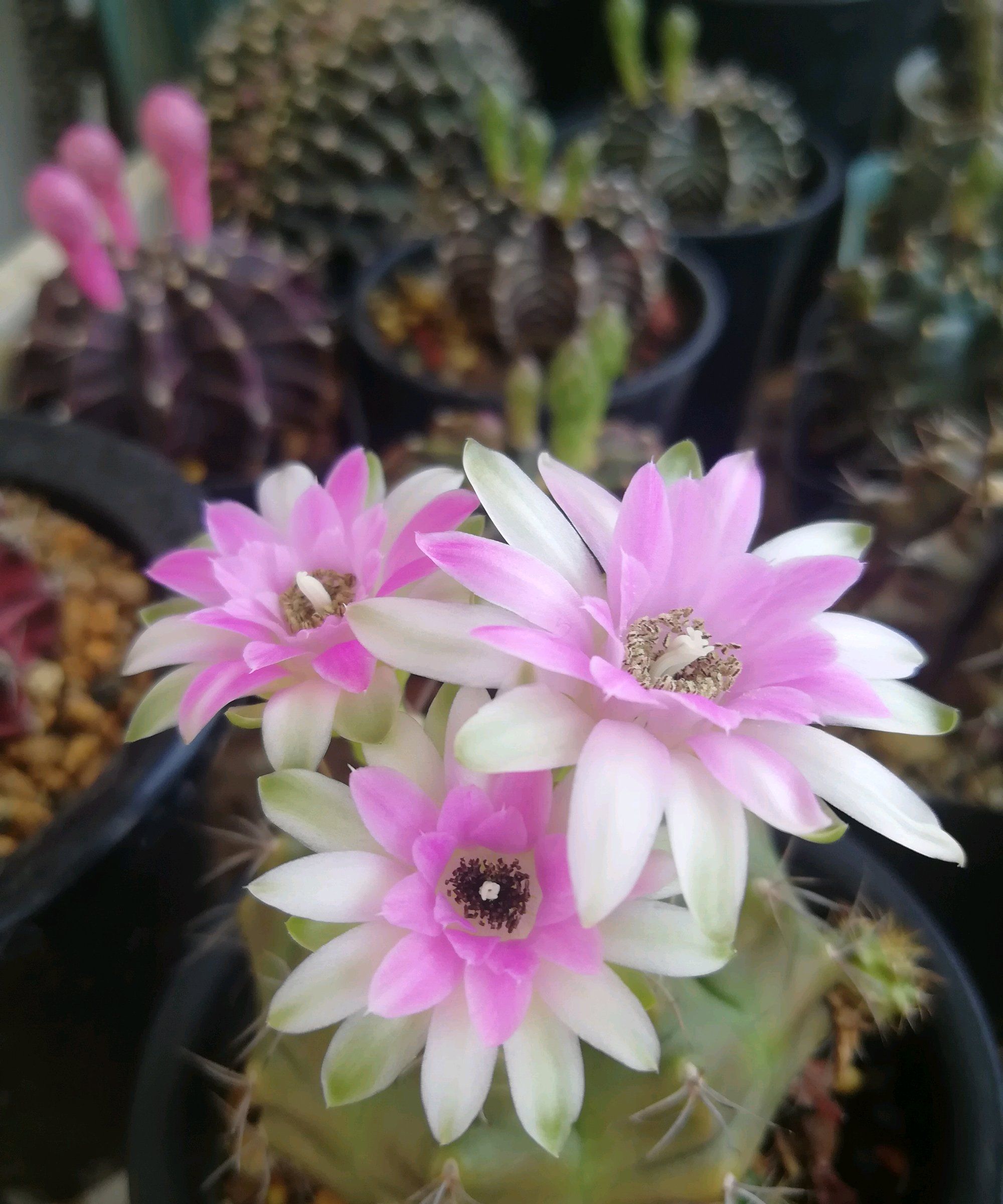 阳台养仙人球就选丽蛇牡丹耐阴好养颜值高开花很勤奋