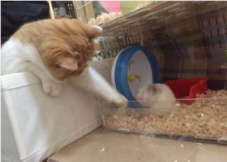 买了只仓鼠回家,猫咪气得脸都绿了,还趁主人不在偷偷下狠手休闲区蓝鸢梦想 - Www.slyday.coM 买了只仓鼠回家,猫咪气得脸都绿了,还趁主人不在偷偷下狠手休闲区蓝鸢梦想 - Www.slyday.coM