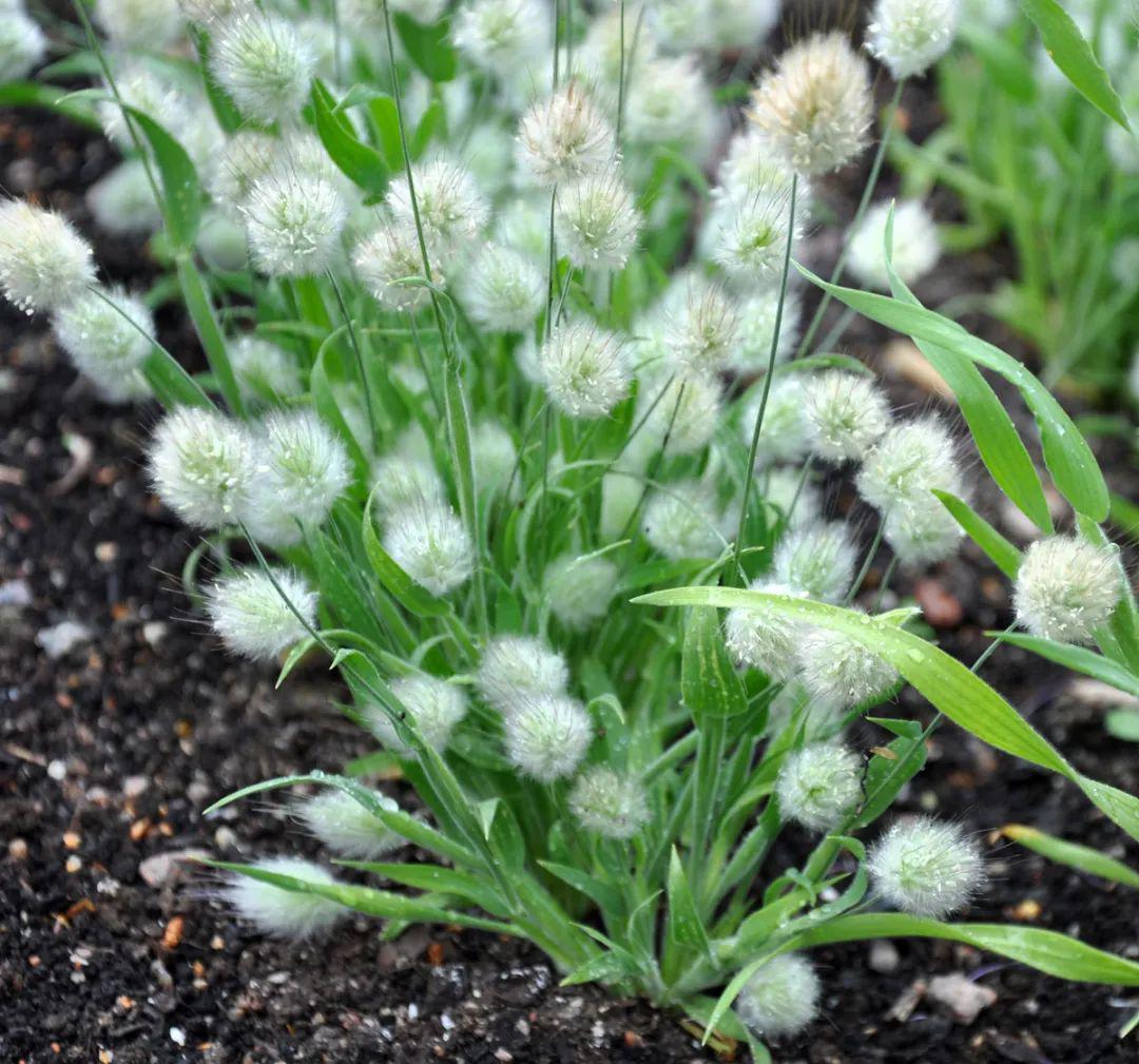 兔尾草花朵长得可爱叶子却像杂草观赏期两三个月值得种吗