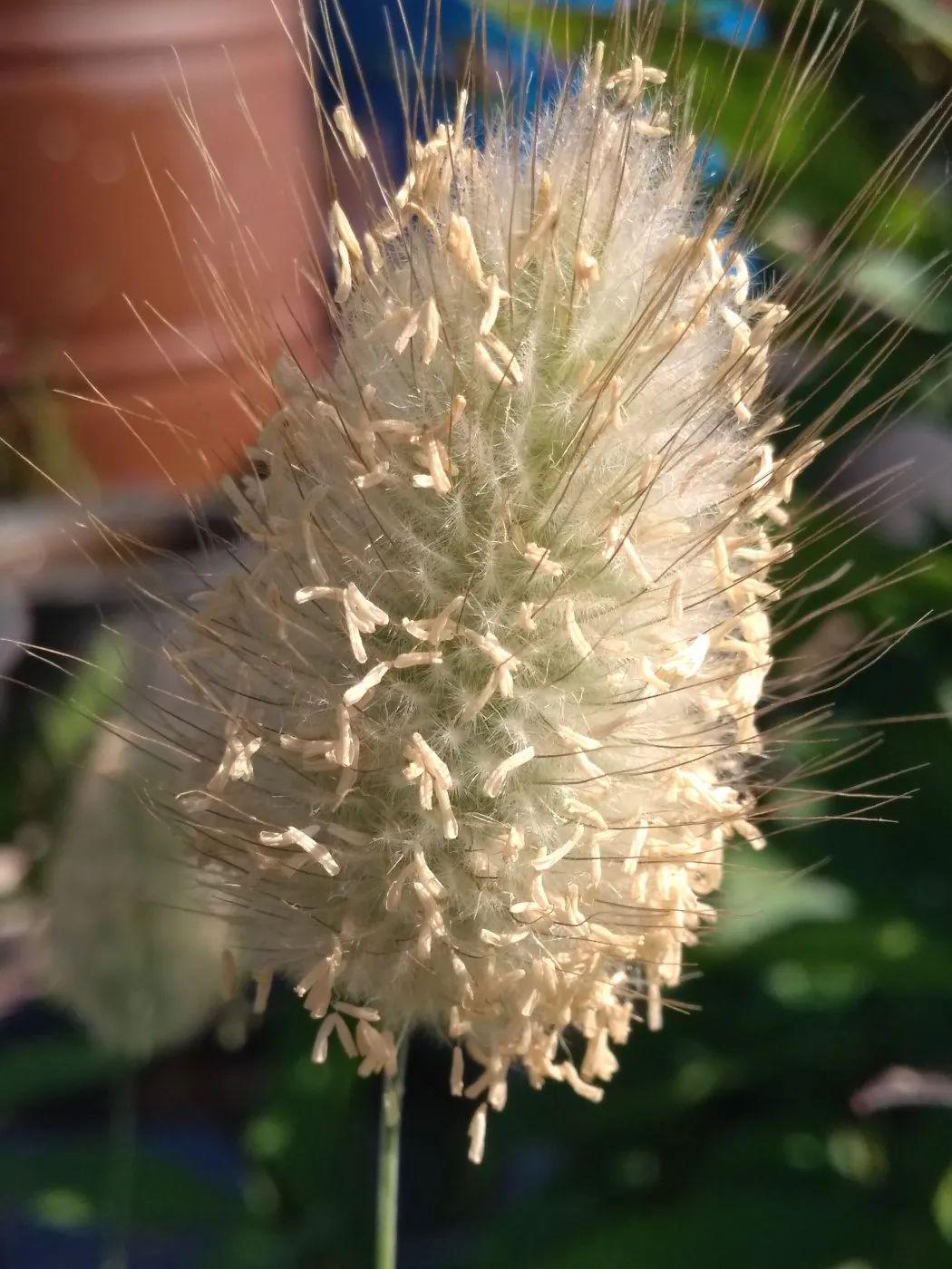 兔尾草花朵长得可爱叶子却像杂草观赏期两三个月值得种吗