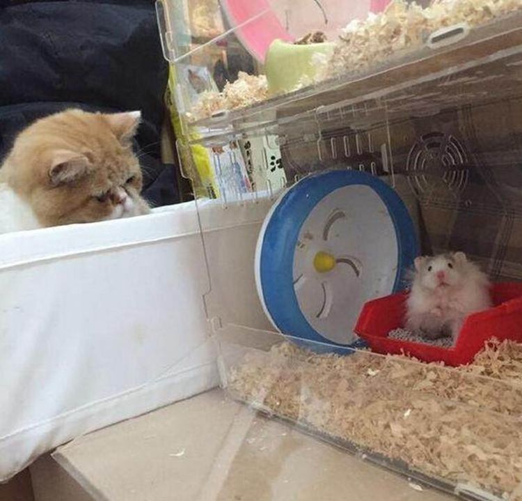 买了只仓鼠回家,猫咪气得脸都绿了,还趁主人不在偷偷下狠手休闲区蓝鸢梦想 - Www.slyday.coM 买了只仓鼠回家,猫咪气得脸都绿了,还趁主人不在偷偷下狠手休闲区蓝鸢梦想 - Www.slyday.coM