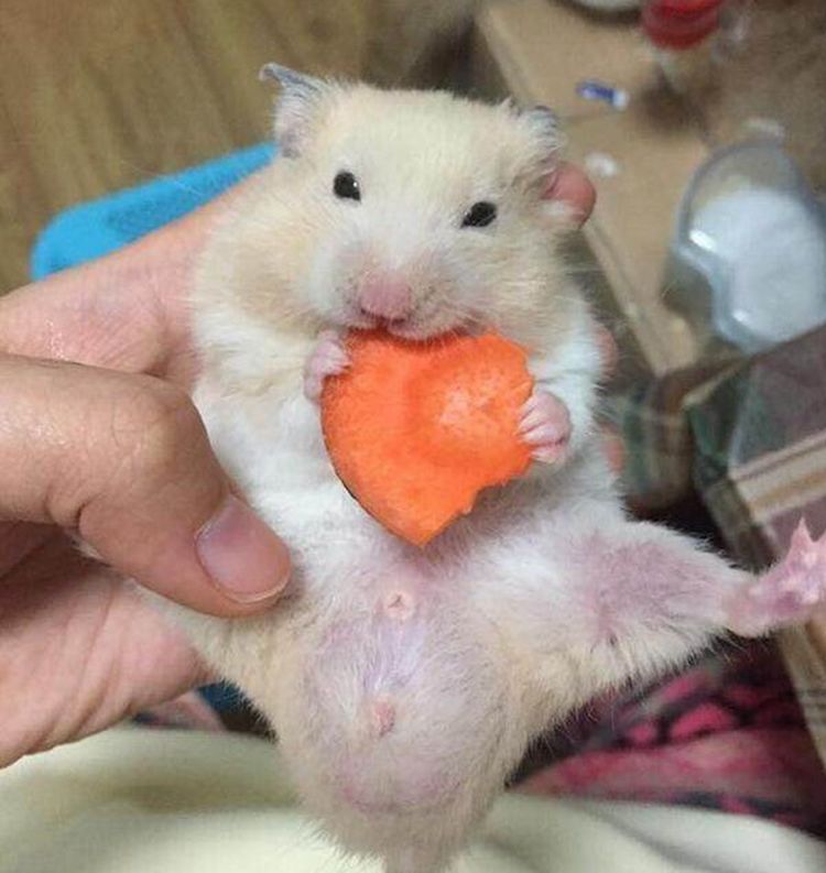 买了只仓鼠回家,猫咪气得脸都绿了,还趁主人不在偷偷下狠手休闲区蓝鸢梦想 - Www.slyday.coM 买了只仓鼠回家,猫咪气得脸都绿了,还趁主人不在偷偷下狠手休闲区蓝鸢梦想 - Www.slyday.coM