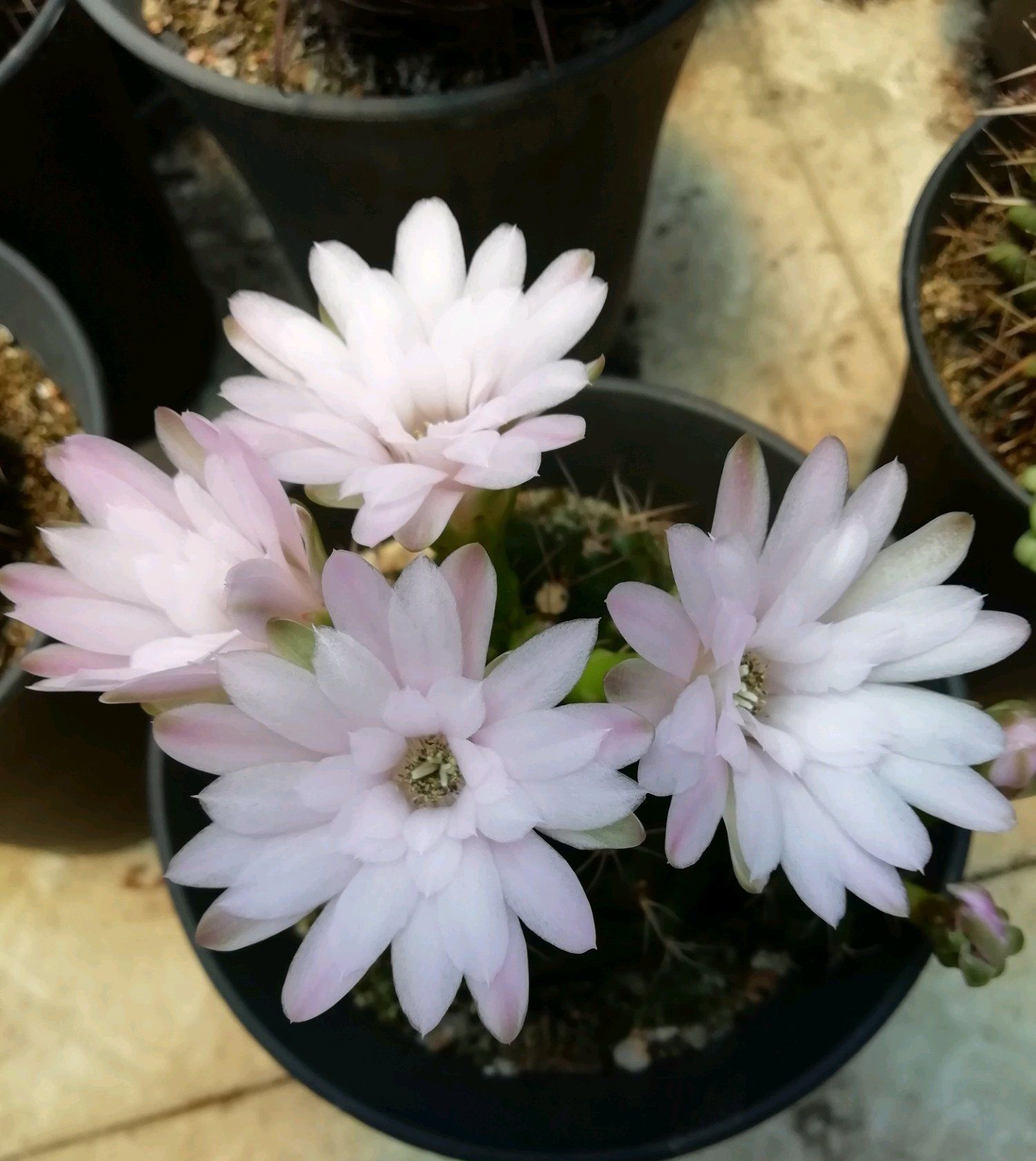 阳台养仙人球就选丽蛇牡丹耐阴好养颜值高开花很勤奋