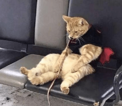 猫咪走丢后，主人很着急，后来主人找到它的时候，被它的表情笑哭休闲区蓝鸢梦想 - Www.slyday.coM