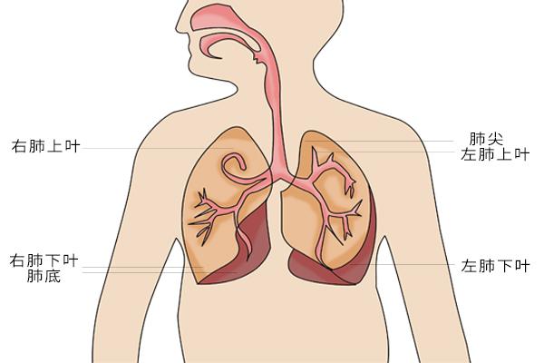 肺在人体哪个部位置图图片
