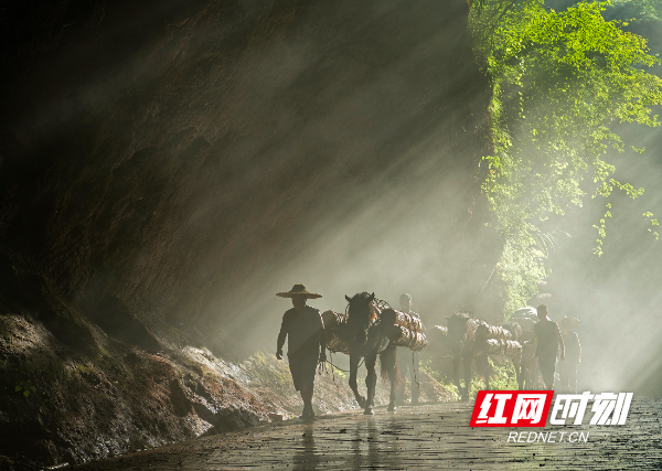 四韵辰州·茶韵｜沅陵以茶为媒打造生态旅游高地