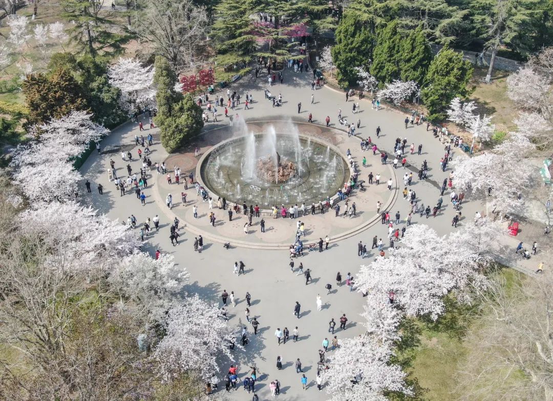 青岛中山公园樱花盛开。刘　栋 摄