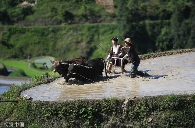 贵州省从江县加榜梯田景区开园迎客,举行了少数民族传统"百牛齐耕"