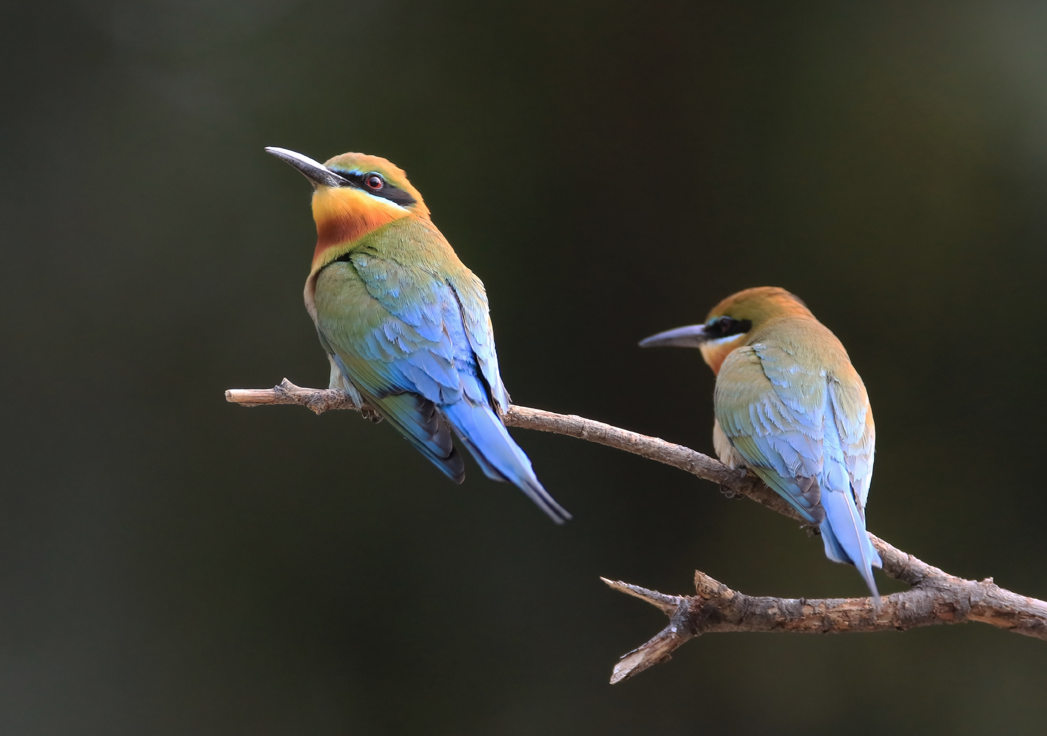 最美候鸟栗喉蜂虎福建厦门安家