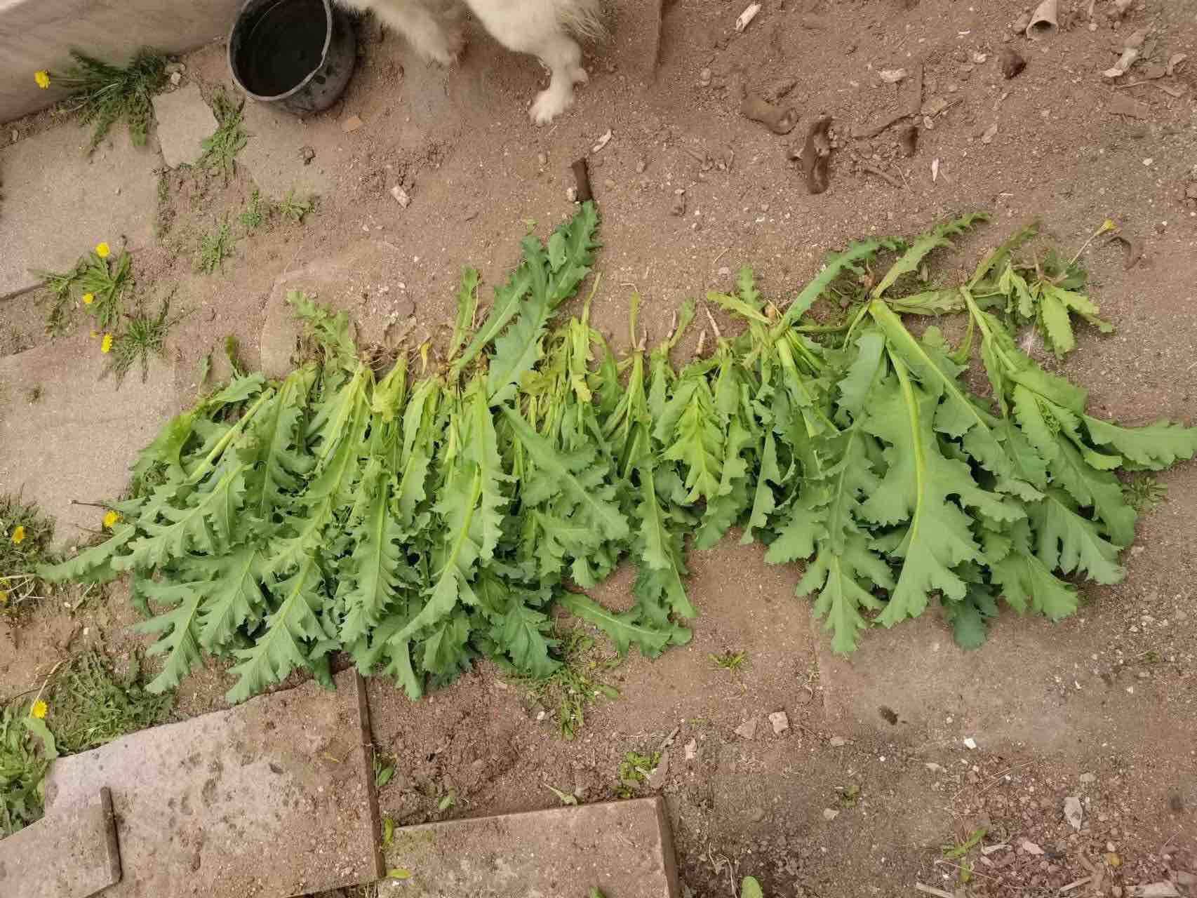 乳山市无人机铁脚板巡查让罪恶之花无处绽放