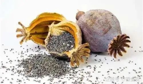 发家致富靠这个不能种不能吃给鸡吃也不行