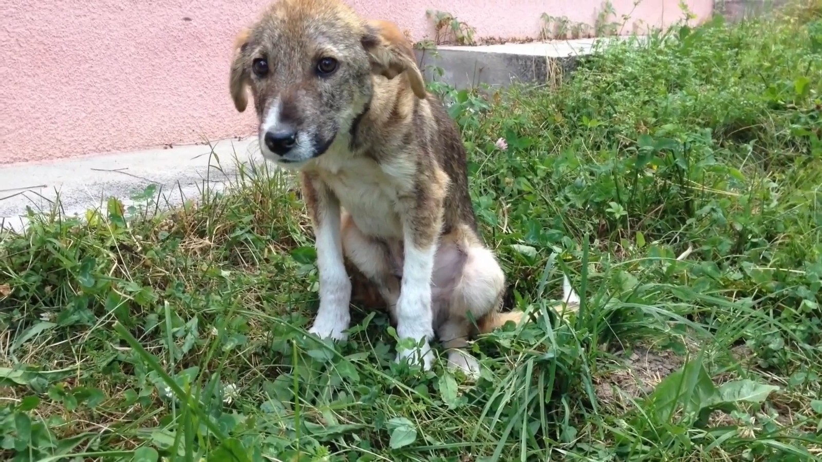 瘦成皮包骨的流浪狗双腿被人打瘸依然选择信任人类