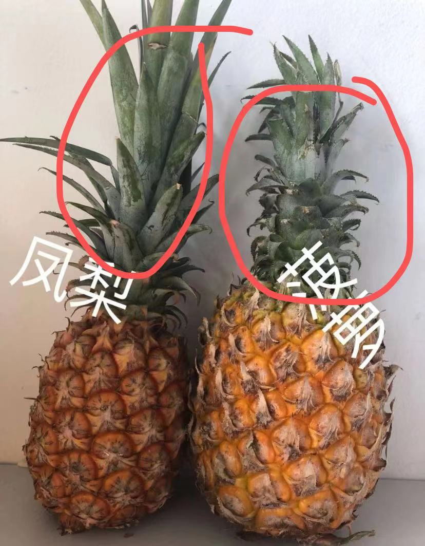 菠萝和凤梨图片对比图片