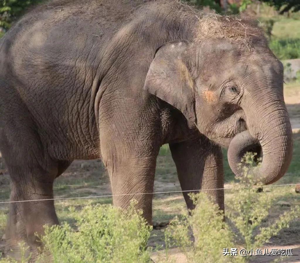 结婚25天后,陈乔恩发文求救:请让小象莫莉回家吧休闲区蓝鸢梦想 - Www.slyday.coM 结婚25天后,陈乔恩发文求救:请让小象莫莉回家吧休闲区蓝鸢梦想 - Www.slyday.coM