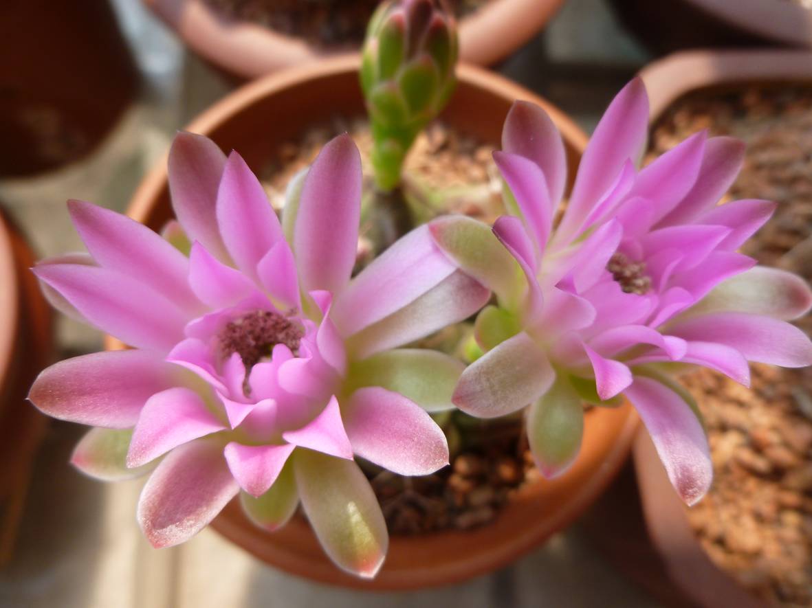 阳台养仙人球,就选"丽蛇牡丹",耐阴好养,颜值高,开花很勤奋|仙人球