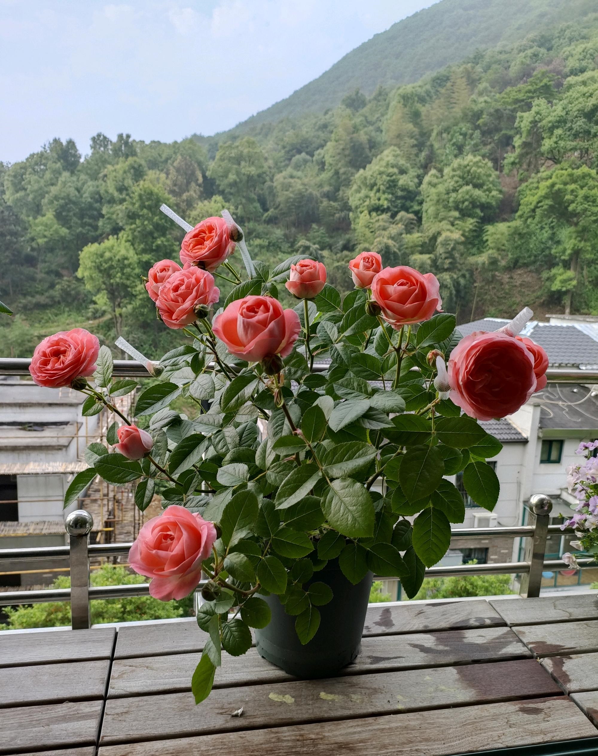 就选"诺娃",植株低矮,多季花开,赏花又闻香|红蜘蛛|诺娃|阳台_新浪