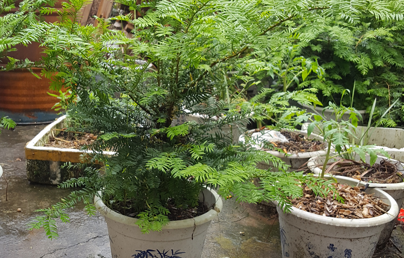 植物界活化石红豆杉好看又好养值得一试