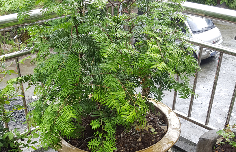 植物界活化石红豆杉好看又好养值得一试