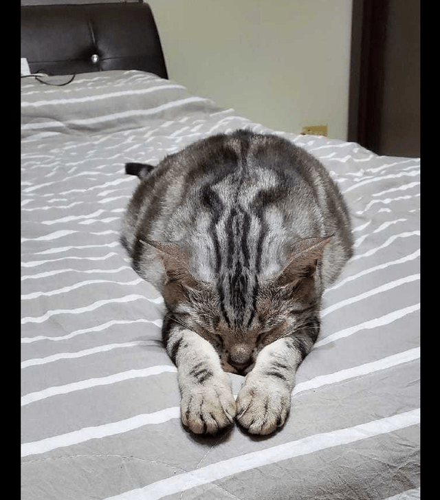 猫咪趴在床上睡着了姿势有点奇怪呀猫我要在梦里求人吃饭