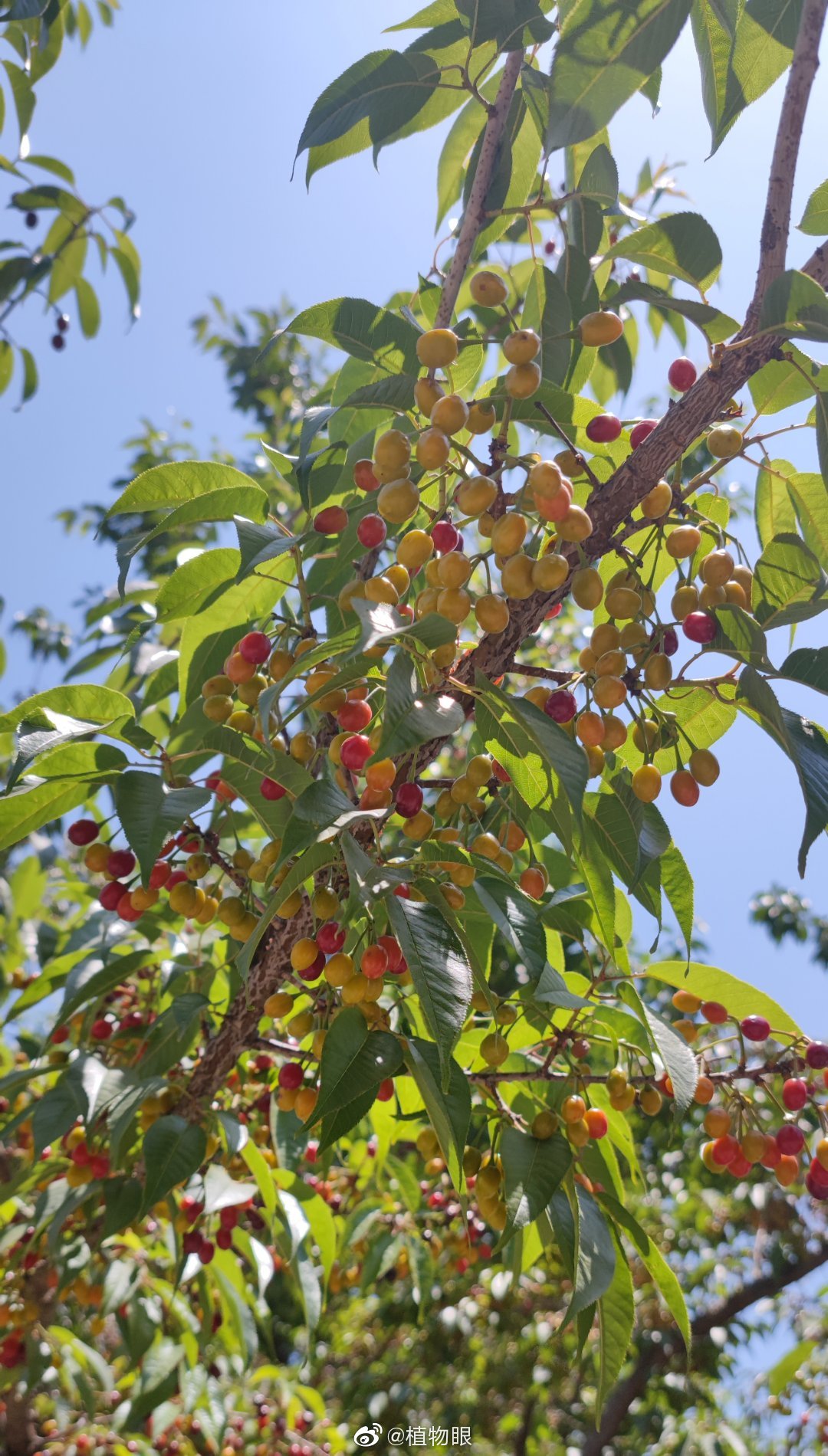 今天拍到云南这边称作"冬樱花"的树种结出的果实