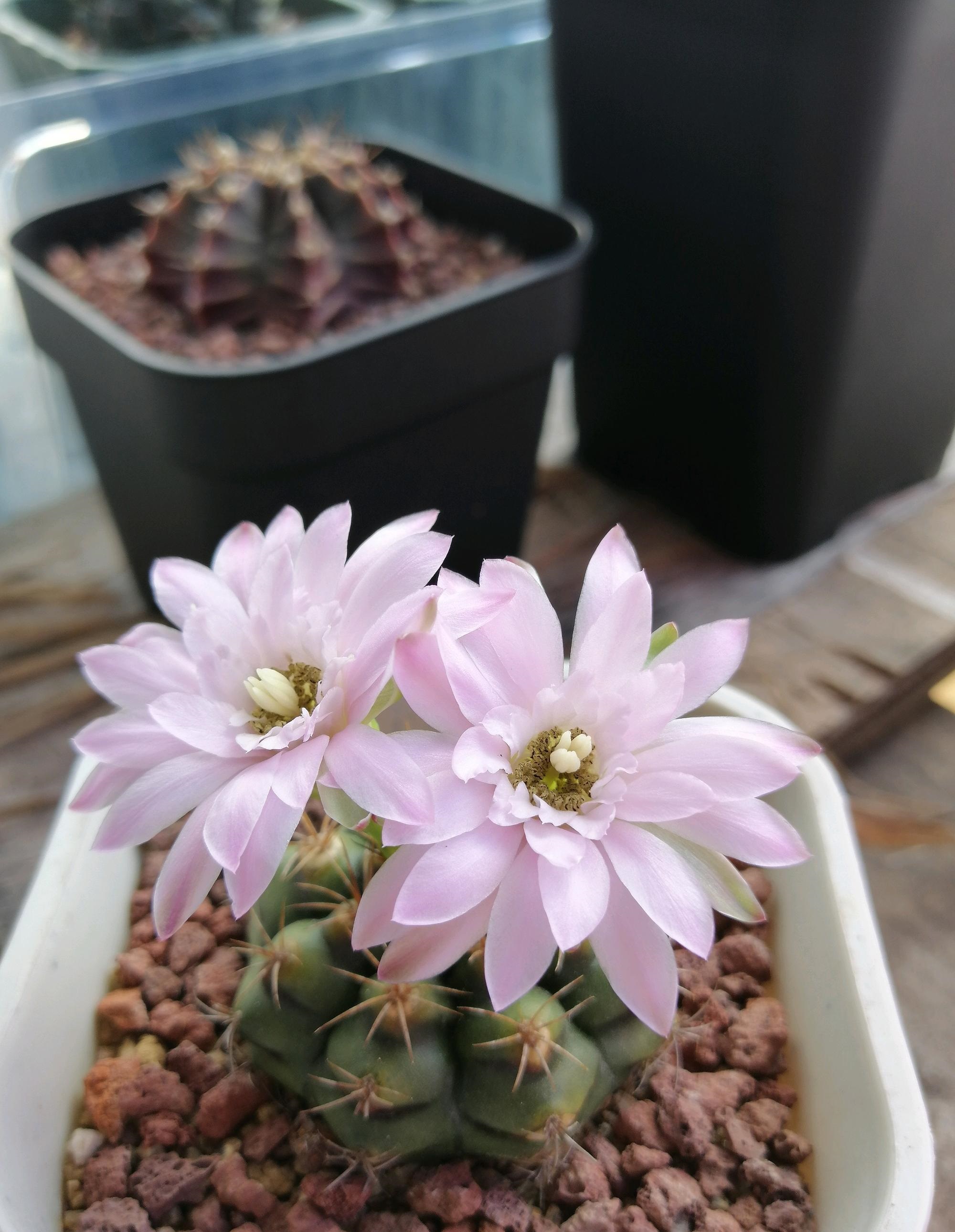 阳台养仙人球,就选"丽蛇牡丹",耐阴好养,颜值高,开花很勤奋|仙人球