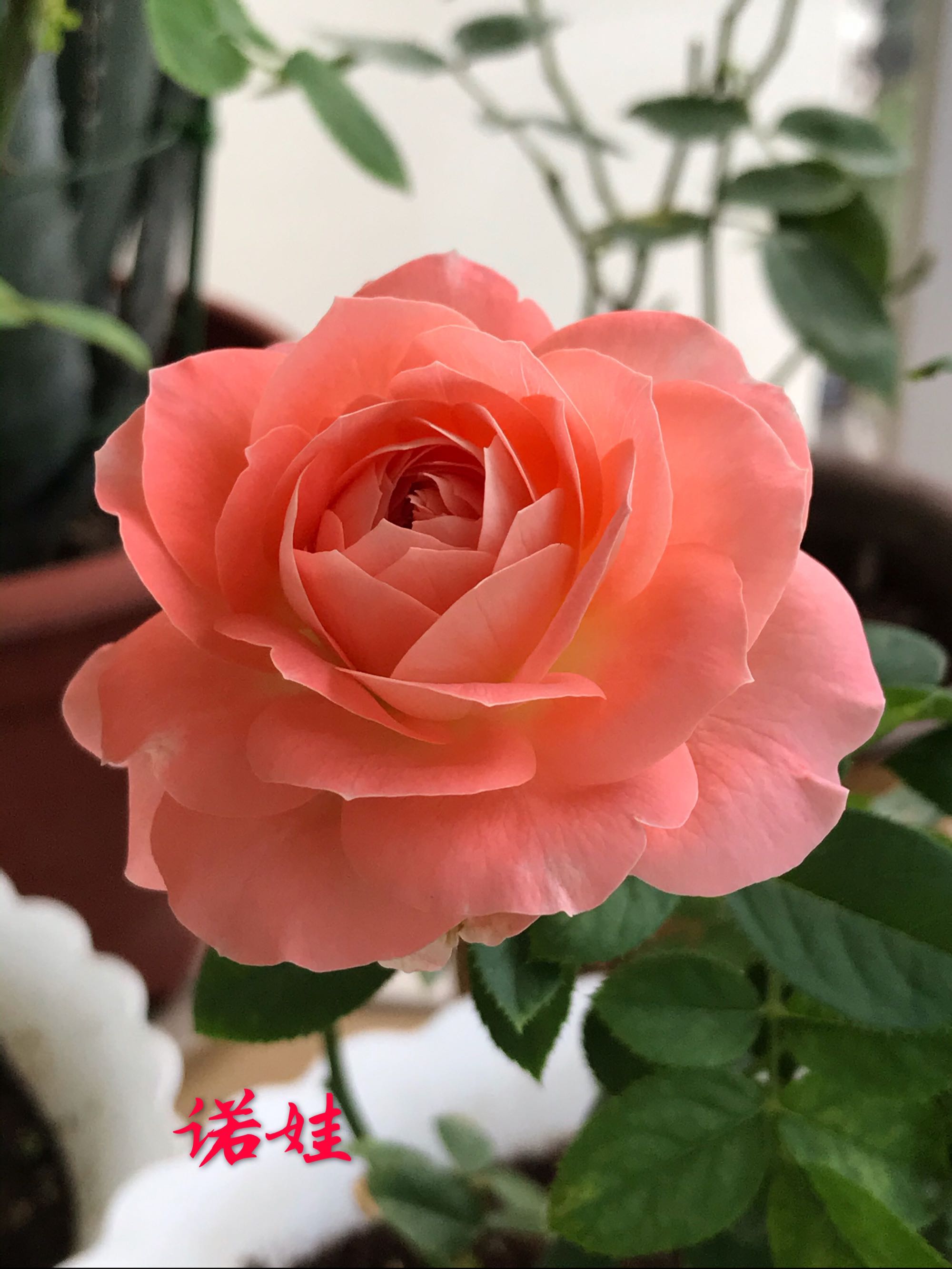 阳台养月季,就选"诺娃",植株低矮,多季花开,赏花又闻香|红蜘蛛|诺娃