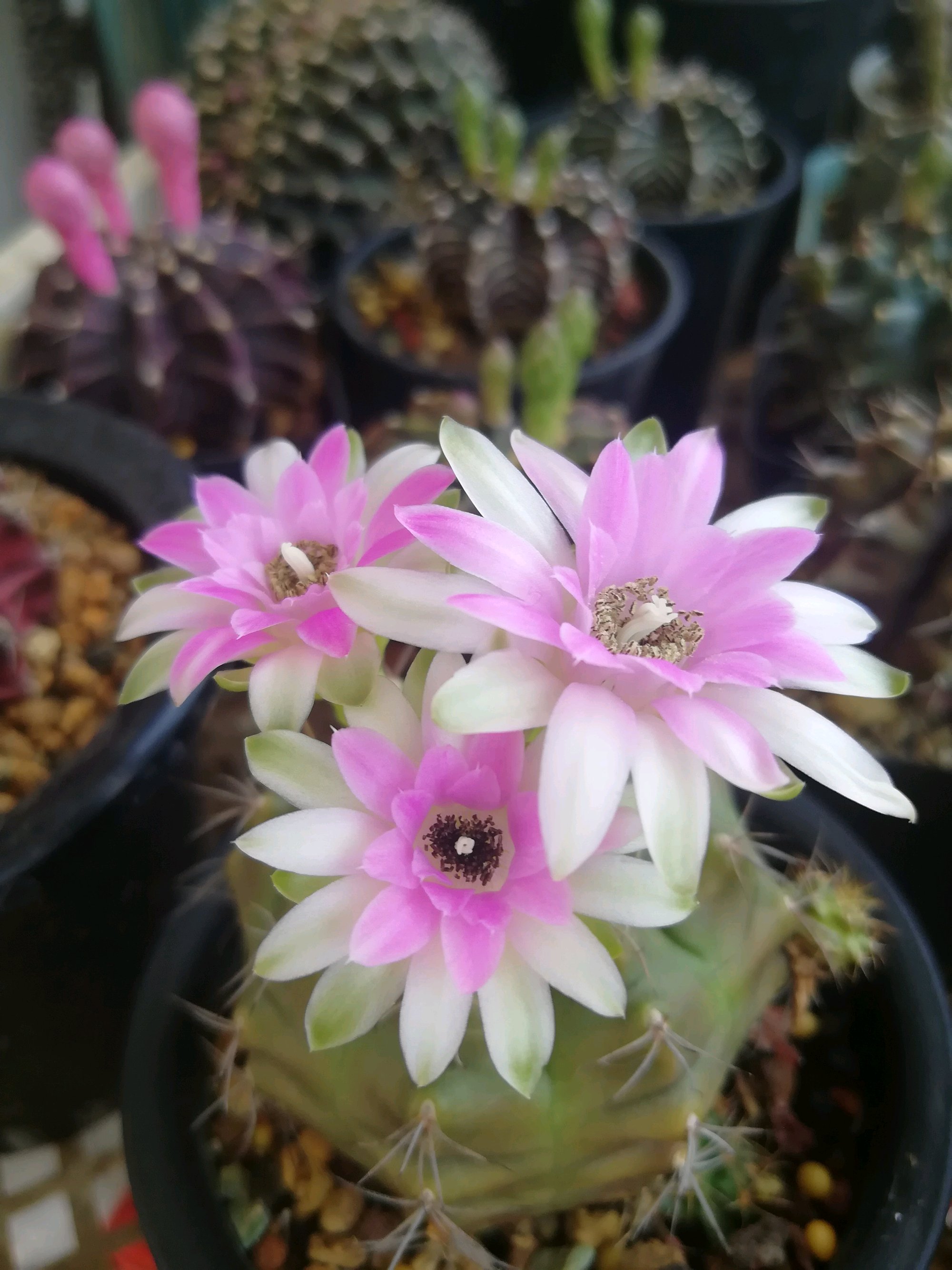 阳台养仙人球,就选"丽蛇牡丹",耐阴好养,颜值高,开花很勤奋|仙人球